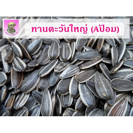 เมล็ดทานตะวันใหญ่ Aป้อม // สำหรับนก และ สัตว์ฟันแทะ (แบ่งขาย)