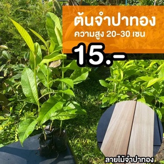 ต้นจำปาทอง (จำนวน 5 ต้น) สูง 20-30 เซนติเมตร #Michelia Champaca L.