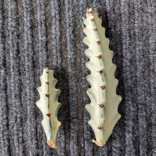 ยูโฟเบีย กระดูกมังกรขาว Euphorbia lactea white ghost