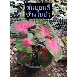 ต้นบอนสี บอนสีช้างใบบัว ส่งพร้อมกระถาง 5 นิ้ว ช้างใบบัว บอนสี