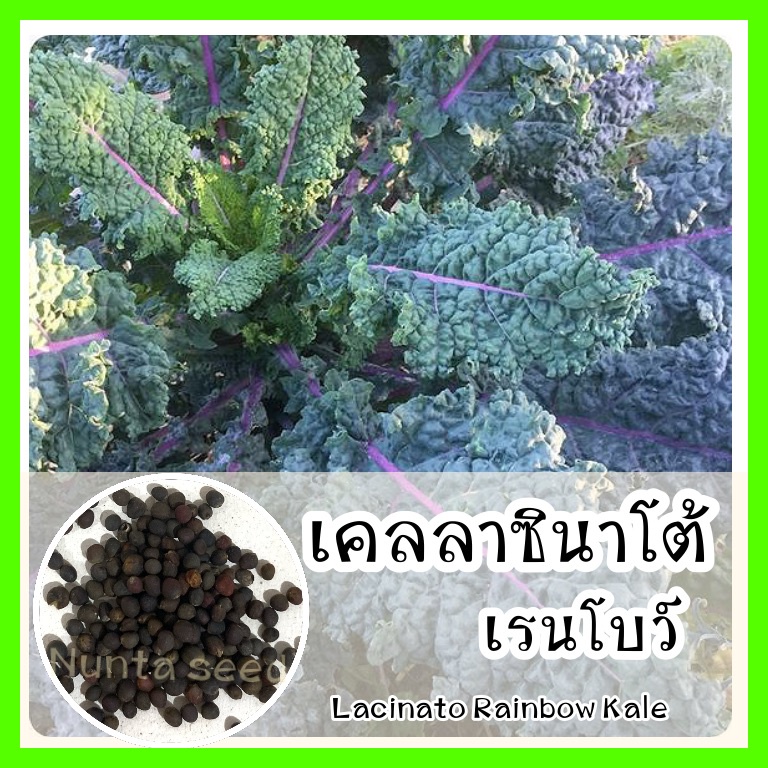 พร้อมส่ง ❗ รหัส 143  เมล็ดพันธุ์แท้ OP แท้   เคลลาซินาโต้เรนโบว์ - Lacinato Rainbow Kale เมล็ดผักเคล เคลลาชิโน คะน้าเคล