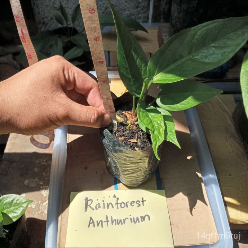 Rainforest Anthurium生菜/通心菜/文胸/苹果/男装/帽子/seeds/向日葵/花园/手链//กุหลาบ 2YRO