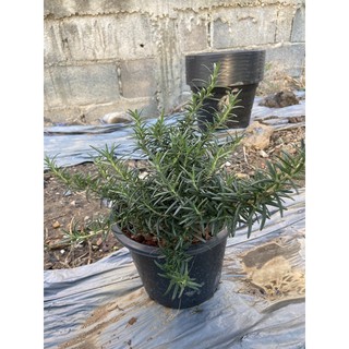 โรสแมรี่ดำ(Black Rosemary) กระถาง 8 นิ้ว