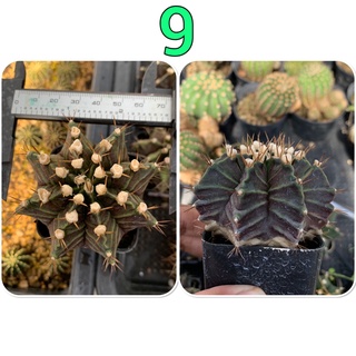 ยิมโนคาไลเซียม ยิมเขียว เอกลักษณ์ หน้าสวย แปลก น่าสะสม (Gymnocalycium) ลุ้นสีดอก แคคตัส กระบองเพชร