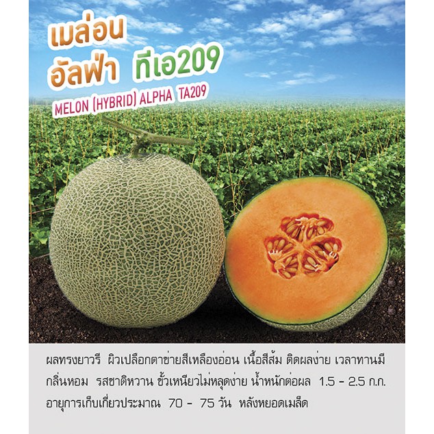 เมล็ดพันธุ์ เมล่อน อัลฟ่า ทีเอ209 - Melon Alpha ตราดอกแตง เมล็ดพันธุ์ เมล็ดผัก คุณภาพ "เพื่อนเกษตรกร"