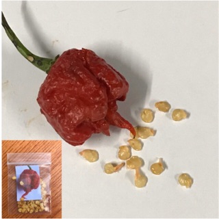 🌶 พริกเผ็ดที่สุดในโลก 🌶 Carolina Reaper 2,200,000 ( SHU) เมล็ดพันธุ์