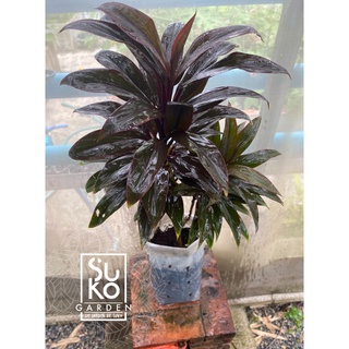 หมากผู้หมากเมีย (Cordyline fruticosa) | ขนาด 40-60 ซม.| ขายเป็นกิ่งตัดสด แพ็คอย่างดี | ไม้ประดับ | ไม้ฟอกอากาศ