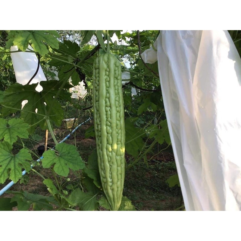 ถุงห่อมะระ 6*21  1,00 กรัม มีประมาณ 180 ใบ สีขาวขุ่น กันแดด นำกลับมาใช้ใหม่ได้หลายครั้ง มีรู 3 จุด - รูปที่ 7