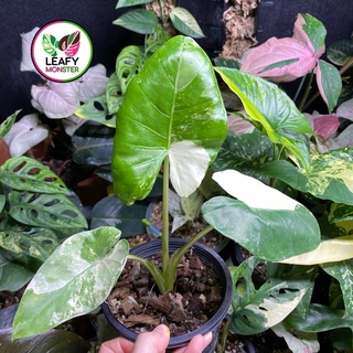 บอนกระดาดด่างขาว (Alocasia macrorrhizos) - Leafy Monster