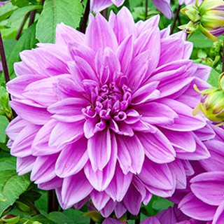 รักเร่ Dahlia สายพันธุ์ Lilac Time นำเข้าจากเนเธอร์แลน หัวสดใหม่ 1 หัว/ออเดอร์