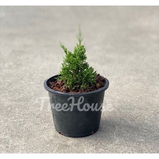 สนมังกรแคระ กระถาง 6 นิ้ว / Juniperus chinensis L.pot 6