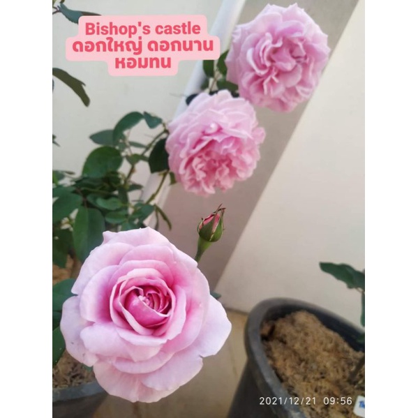 กุหลาบ​ บิช๊อป​ คาสเซิล(Bishop's​ castle)​