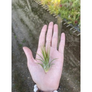 Tillandsia Fuego(ฟูกุ) หัวเดี่ยว