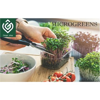 Microgreen ชุดปลูกต้นอ่อน ทานตะวัน ผักบุ้ง ไควาเระ โต้เหมี่ยว ข้าวสาลี ต้นอ่อนไมโครกรีน ผักปลอดภัย ผักไร้ดิน ปลูกเองได้