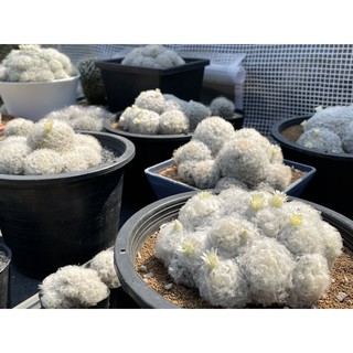 แมมขนนกขาว ฟอมกอ ขนาด 14-16cm หัวใหญ่ แตกหน่อเพียบ แมมขนนกขาว  Mamillaria plumosa