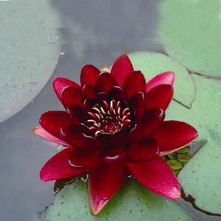 เมล็ดบัว 100 เมล็ด ดอกสีแดง ดอกเล็ก พันธุ์แคระ จิ๋ว  Lotus Waterlily seeds