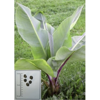 Ensete ventricosum - Abyssinian / Ethiopian Banana seeds เมล็ดพันธุ์ กล้วยเอธิโอเปีย