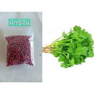ผักชีจีน ผักชี เมล็ดพันธุ์ผัก (แบ่งขาย)