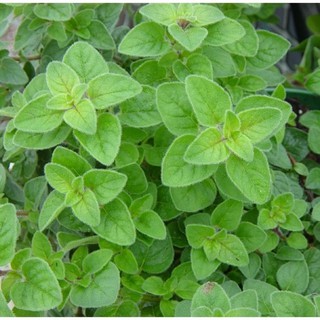 เมล็ดพันธุ์ ออริกาโน่ (Italian Oregano Seed) บรรจุ 150 เมล็ด