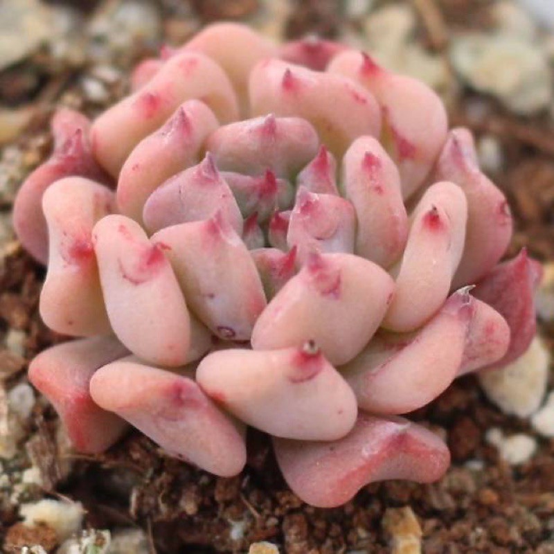 ไม้อวบน้ำ succulent 🌸Echeveria 'Fly the Sky'🌸50pcs.