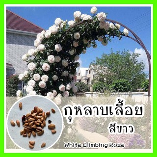 พร้อมส่ง ❗ รหัส 074 เมล็ดพันธุ์แท้ OP แท้ กุหลาบเลื้อยสีขาว - White Climbing rose ไม้ประดับ เมล็ดดอกกุหลาบ เมล็ดดอกไม้