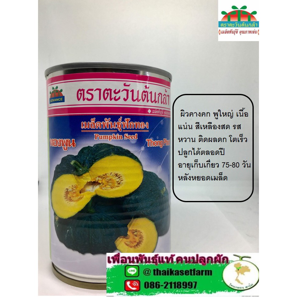 ฟักทอง ทองพูนขายดี