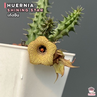 เก๋งจีน Huernia Shining Star แคคตัส กระบองเพชร cactus&amp;succulent