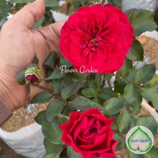 Flower Garden F487 กุหลาบ Mona Lisa (โมนา ลิซ่า) 🌹กุหลาบเลื้อย ขนาดถุงใหญ่ ติดดอก