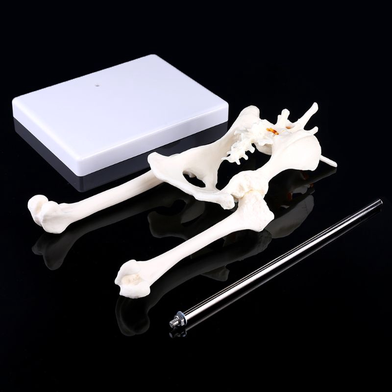 TOP2 Dog Canine Lumbar Hip Joint with Femur Model Teaching Anatomy Skeleton Display
