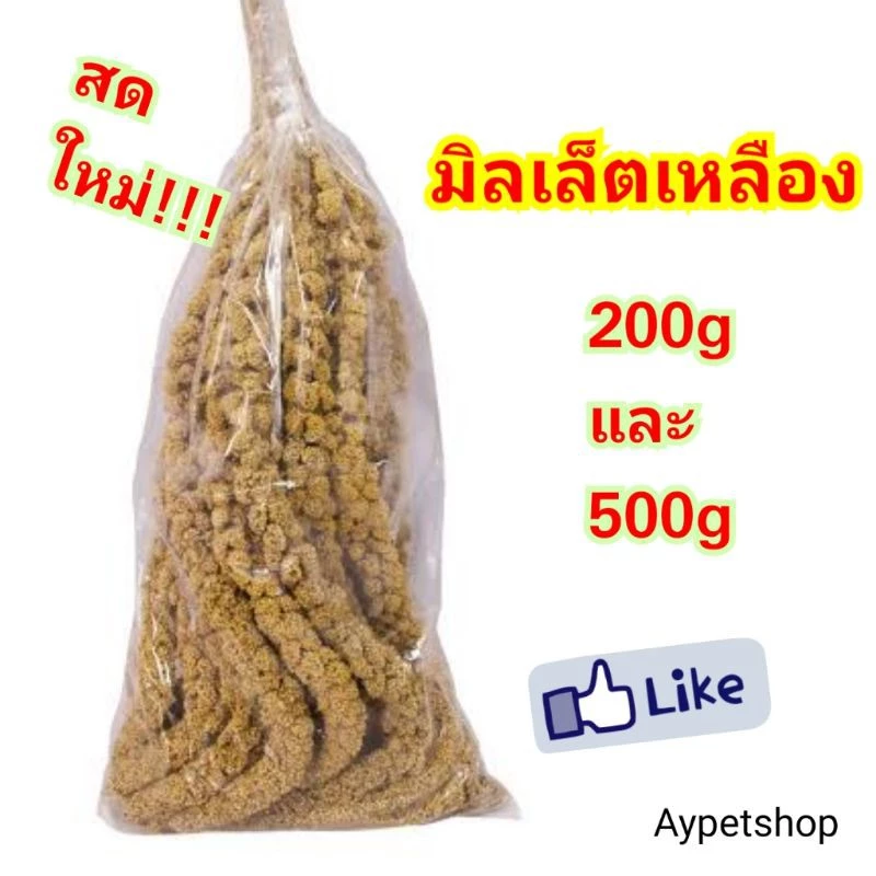 มิลเล็ตสเปรย์เหลือง สดๆ ใหม่ๆ เกรดดี