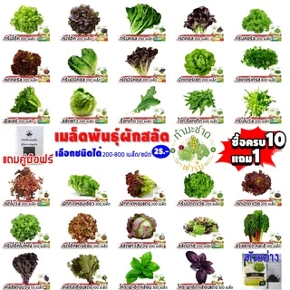 (ฟรีคู่มือ 10แถม1) ซอง 200-800เมล็ด เมล็ดพันธุ์ ผักสลัด ทำมะชาดฟาร์ม กรีนโอ๊ค เบบี้คอส สวิสชาร์ด ผักกาดหอม ไฮโดรโปรนิกส์