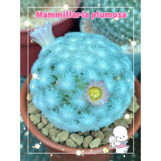 แมมขนนก (Mammillaria plumosa )