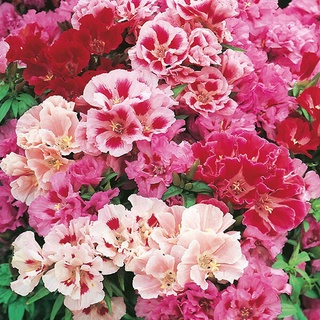 15 เมล็ดพันธุ์ กุหลาบพันปี ต้นโรโดเดนดรอน Azalea Rhododendron flower seeds อัตราการงอก 80-85%