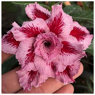 12 เมล็ด เมล็ดพันธุ์ ชวนชม สายพันธุ์ไต้หวัน ดอกซ้อน Adenium Seeds