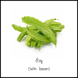 เมล็ดถั่วพู (Win bean) 5 เมล็ด [10 แถม 1 คละได้]