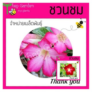 เมล็ดชวนชม #ชวนชม (12-15 เมล็ด)