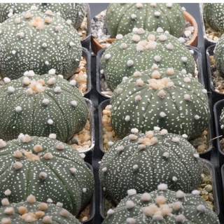 Astrophytum Asterias / Nudum /  คละไซส์ คละแบบ