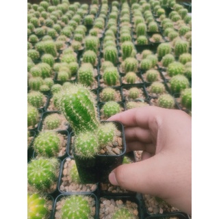 ดาวล้อมเดือน ✨🌕✨Echinopsis calochlora