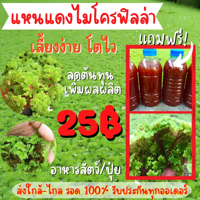 แหนแดงอะซอลล่าไมโครฟิลล่า แถมฟรีปุ๋ยคอก/จุลินทรีย์สังเคราะห์แสง สุดยอดพืชน้ำโปรตีนสูง