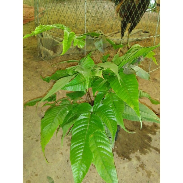 เฟิร์นก้านดำ หรือเฟิร์นเขากวาง  9 บาท