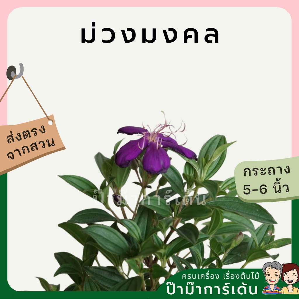 มุมมอง 3