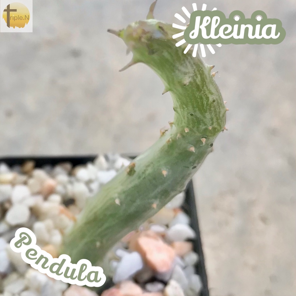 [หนอนด้น] Kleinia Pendula ส่งพร้อมกระถาง แคคตัส Cactus Succulent Haworthia Euphorbia ไม้หายาก พืชอวบน้ำ หนาม