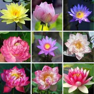 8 เมล็ด เมล็ดบัว คละสี ตัดหัวแล้ว งอกแน่ ของแท้ 100% เมล็ดพันธุ์ ดอกบัว ปลูกบัว เม็ดบัว Lotus seeds.