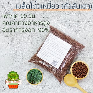 เมล็ดโต้วเหมี่ยว ต้นอ่อนถั่วลันเตา pea seed ถั่วลันเตา เมล็ดเพาะงอก เมล็ดไมโครกรีน อัตราการงอก 90% ต้นอ่อน เพาะงอก