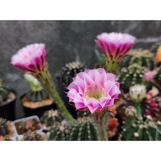 🌵🌺อิชินอปไฮบริด​ แองเจิล​