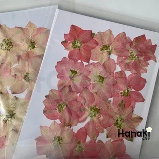 【พร้อมส่ง】ดอกเดลฟินเนียมทับแห้ง (Delphinium) ดอกไม้จริงทับแห้ง ดอกไม้ทับแห้ง Pressed Flowers💐
