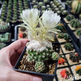 Discocactus buenekeri​