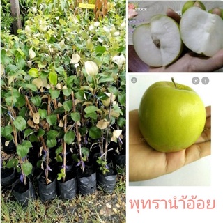 🍏(#พุทราน้ำอ้อย)#ต้นเตี้ยหนามน้อยทนแล้งกิ่งติดตาสูง70_80cm.