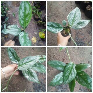 Scindapsus pictus exotica พลูเงินด่าง