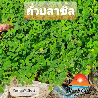 ต้นถั่วบลาซิล (1 ต้น) สวนเขาหมาก blackcliffgarden ถั่วบลาซิล ไม้ปลูกเพื่อความสวยงาม